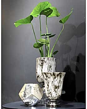 monstera